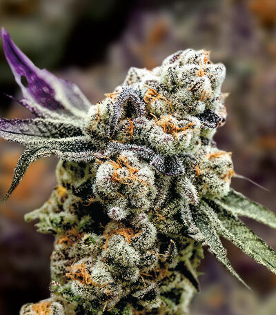 Семена сорта Grapes fem (UKHTA)