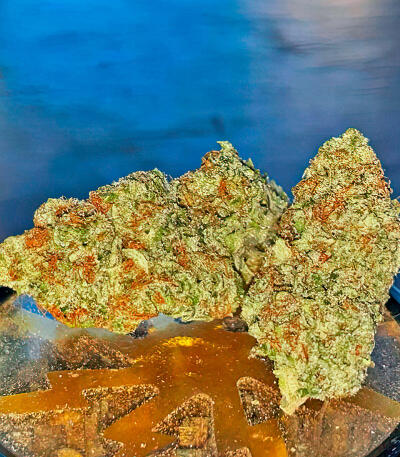 Семена сорта Mandarin Cookies fem (7CH American)