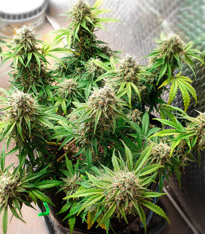 Семена сорта Watermelon Zkittlez Auto fem