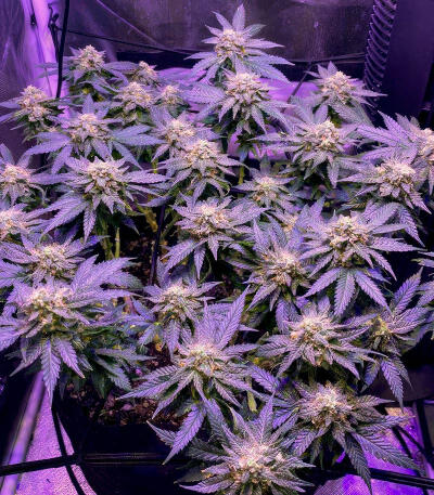 Семена сорта Zkittlez x Grapefruit (7CH Seeds & Cali Buds Seeds)