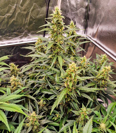 Семена сорта Gorilla Zkittlez Auto fem (FastBuds)