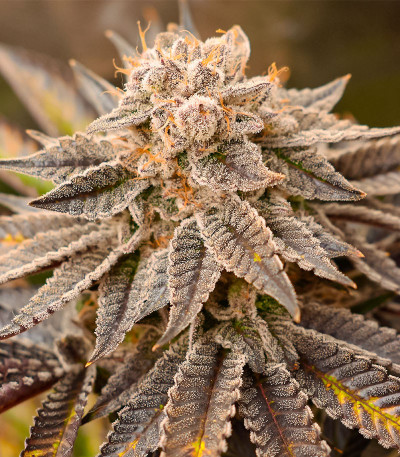 Семена сорта Persian Pie fem (Green House Seeds)