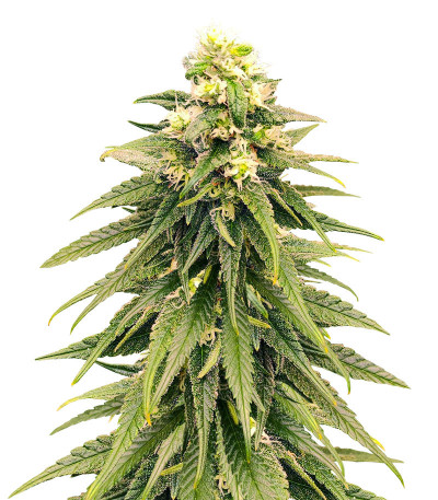 Семена сорта Blueberry Hill fem (Herbies Seeds)