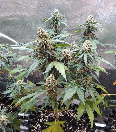Семена сорта Auto Fresh Candy fem (Pyramid Seeds)