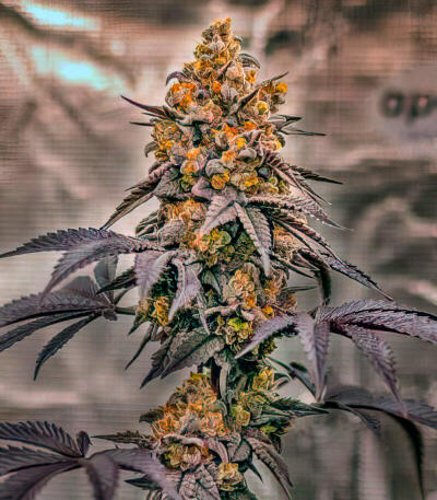 Семена сорта Lemon Cherry Runtz fem (FastBuds)