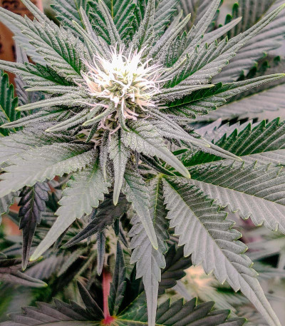 Семена сорта Monster Zkittles (Monster Genetics)