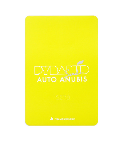 Семена сорта Auto Anubis fem (Pyramid Seeds)