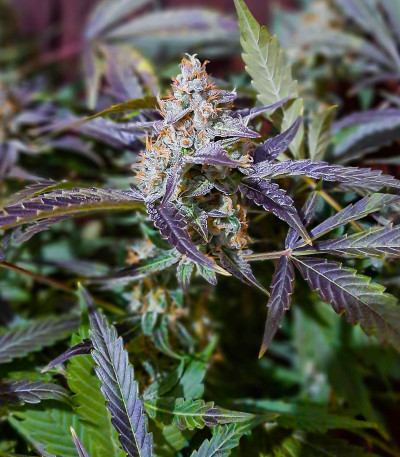 Семена сорта HulkBerry Automatic fem (RQS)