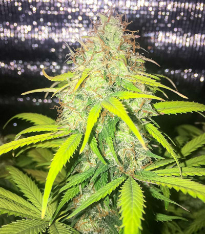 Семена сорта Pharaoh (Tutankhamon) fem (Семяныча)