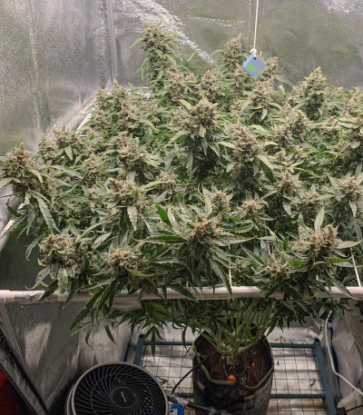 Семена сорта Auto Daiquiri Lime fem (Dutch Passion)