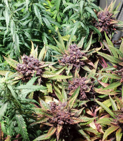 Семена сорта Auto Purple fem (Pyramid Seeds)