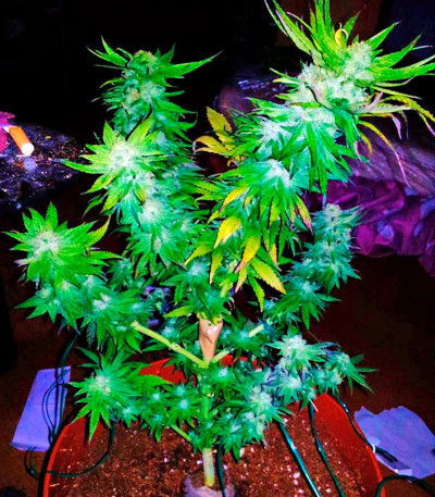 Семена сорта Caboose fem (Strain Hunters)