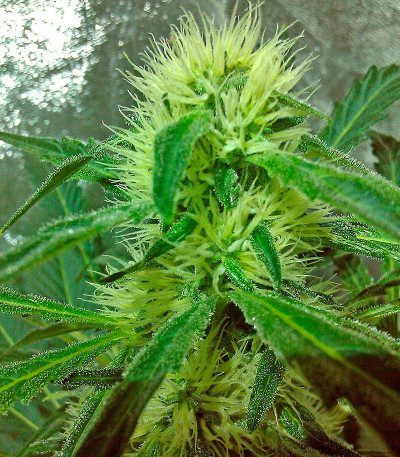 Семена сорта Karibeña (Karibbean Mango) fem