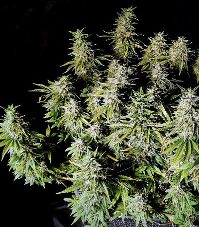 Семена сорта Satori fem (Mandala Seeds)
