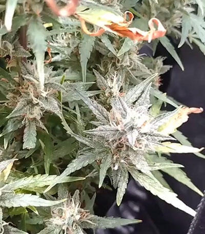 Семена сорта Thin Mint x Sour Pinot Auto