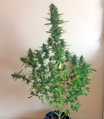 Семена сорта White Widow XXL Autoflowering fem