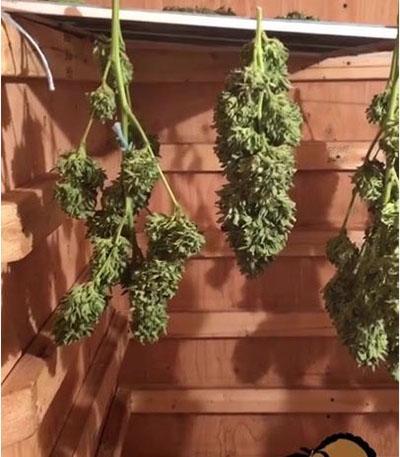 Семена сорта Tutankhamon fem (Pyramid Seeds)