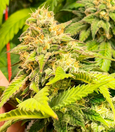 Семена сорта #9 Pound Hammer Fast fem (High Speed ​​Buds)