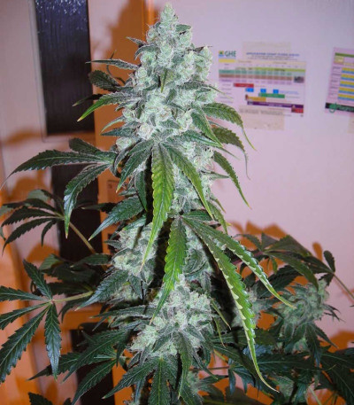 Семена сорта Afghan Kush fem (Семяныч)