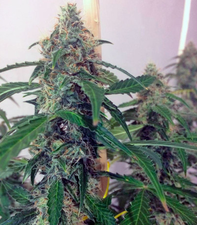 Семена сорта Auto Jack fem (Paradise Seeds)