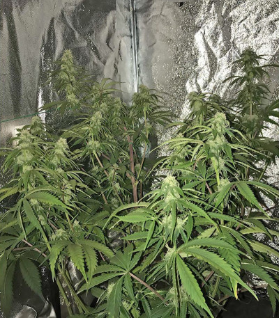Семена сорта CBD Auto 1:1 auto fem (FastBuds Seeds)