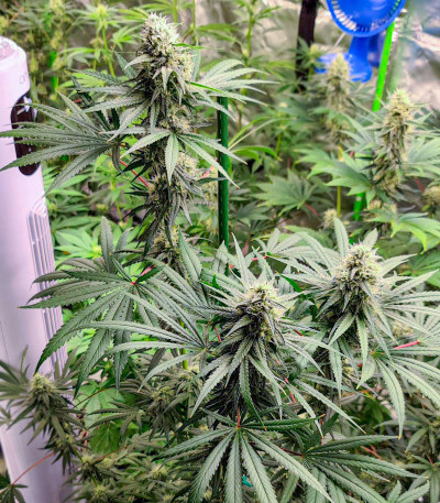 Семена сорта Fast Flowering OGKZ fem (Humboldt Seeds)
