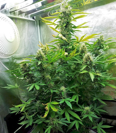 Семена сорта Gorilla Auto fem (Glue auto)