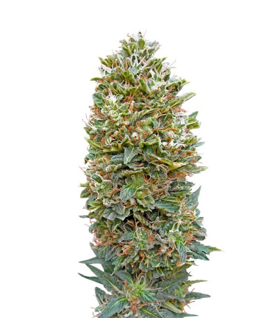 Семена сорта Auto Bubble Gum fem (00 Seeds)