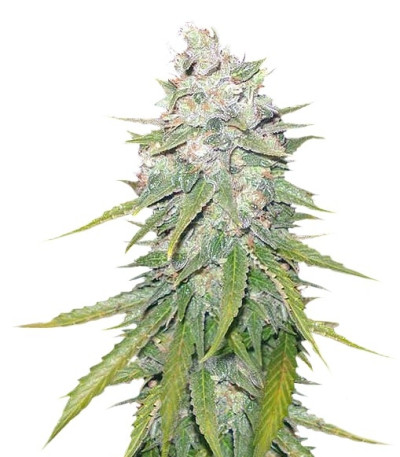 Семена сорта Mazar X Great White Shark fem (World of Seeds)