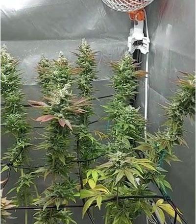 Семена сорта Cookies Kush fem