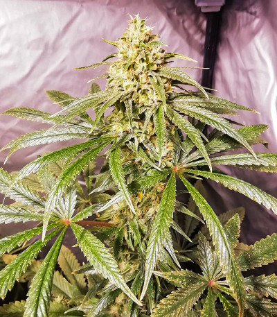 Семена сорта Auto Mokum's Tulip fem (Dutch Passion)