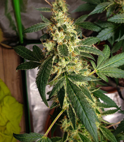 Семена сорта Cookies USA fem (Pyramid Seeds)