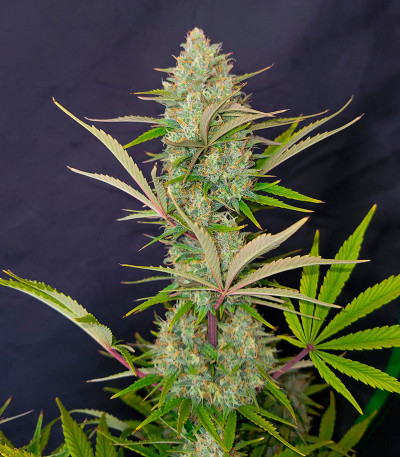 Семена сорта Pound Cake Auto fem (FastBuds)