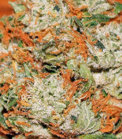 Семена сорта Power Kush fem (Dinafem Seeds)