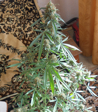 Семена сорта Pure AK fem (Female Seeds)