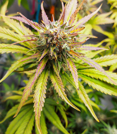 Семена сорта Banana Purple Punch Auto fem (FastBuds)