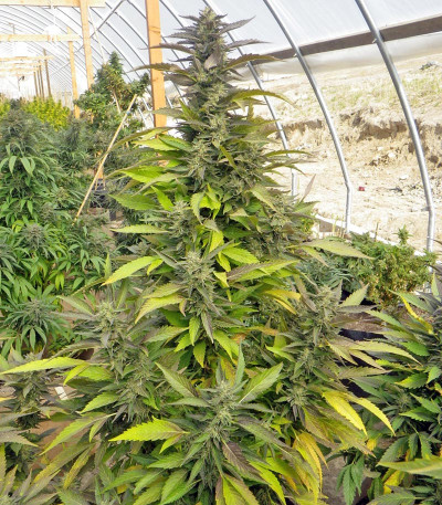 Семена сорта Chemdawg reg (Humboldt Seeds)