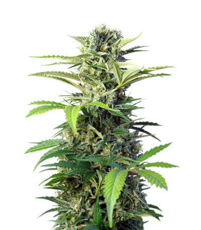 Семена сорта Chem Beyond Diesel CBD шишки