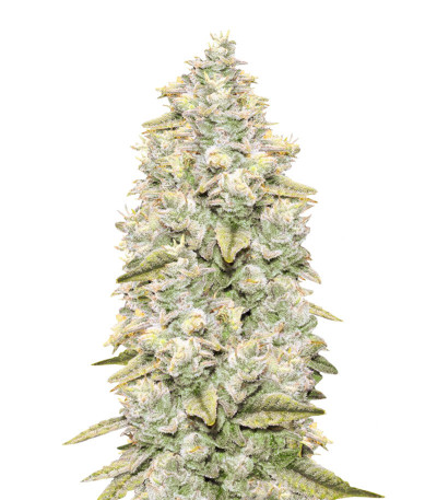 Семена сорта Gorilla Glue #4 fem (Anesia Seeds)