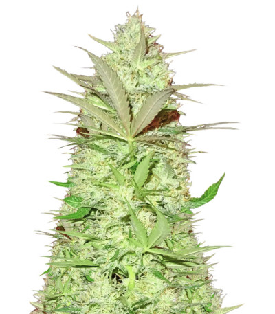 Семена сорта Ultimate AK fem (Sumo Seeds)