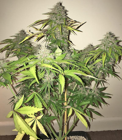 Семена сорта Crystal METH Auto fem (FastBuds)