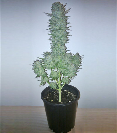 Семена сорта Green Love Potione fem (Samsara Seeds)