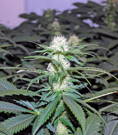 Семена сорта Hashberry reg (Mandala Seeds)