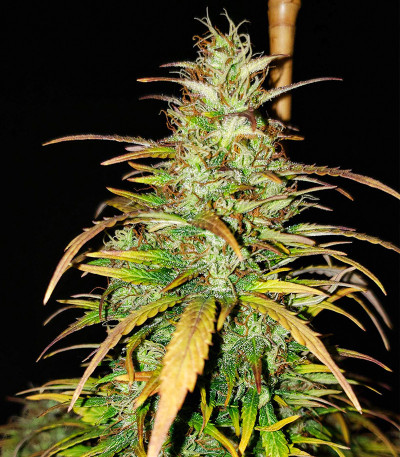 Семена сорта Original Auto Critical fem (FastBuds)