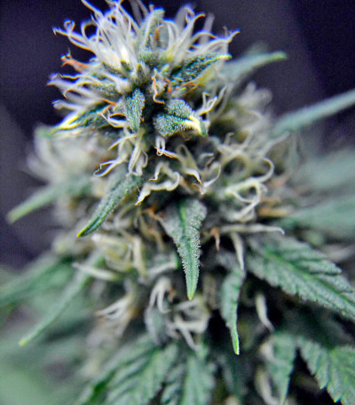 Семена сорта Pato #1 fem