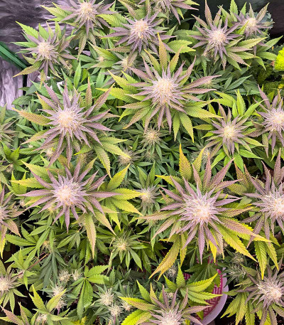 Семена сорта Punch Cookies fem (AlphaFem Seeds)