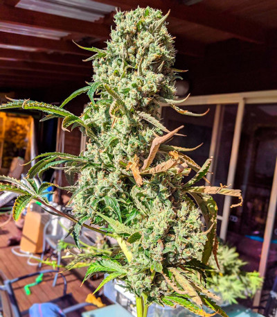 Семена сорта White Widow fem (Green House Seeds)