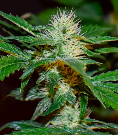 Семена конопли сорта Pink Rozay Auto