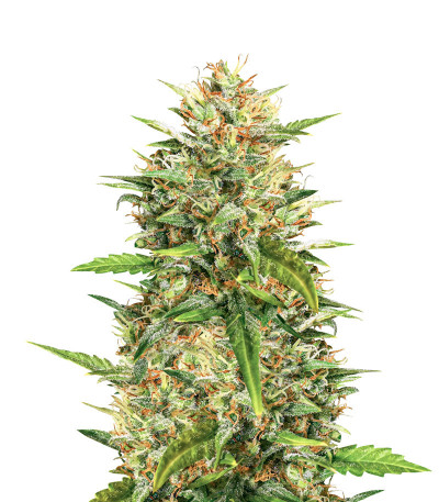 Семена сорта Rhino Ryder Auto fem (FastBuds)