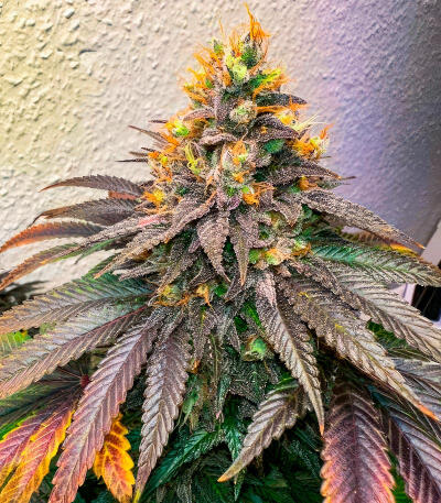 Семена сорта Sour Diesel x OG Kush fem (Seedkeepers)